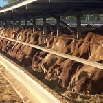 Twenty Australian agricultural jobs ranked by pay | Farm Weekly