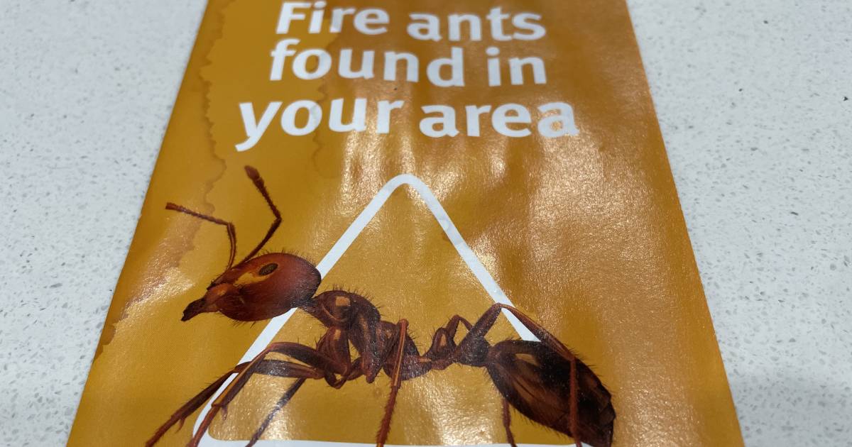 Fire ants have made their way west to Toowoomba