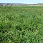 Angus yearling steers reach $1380 at Dubbo