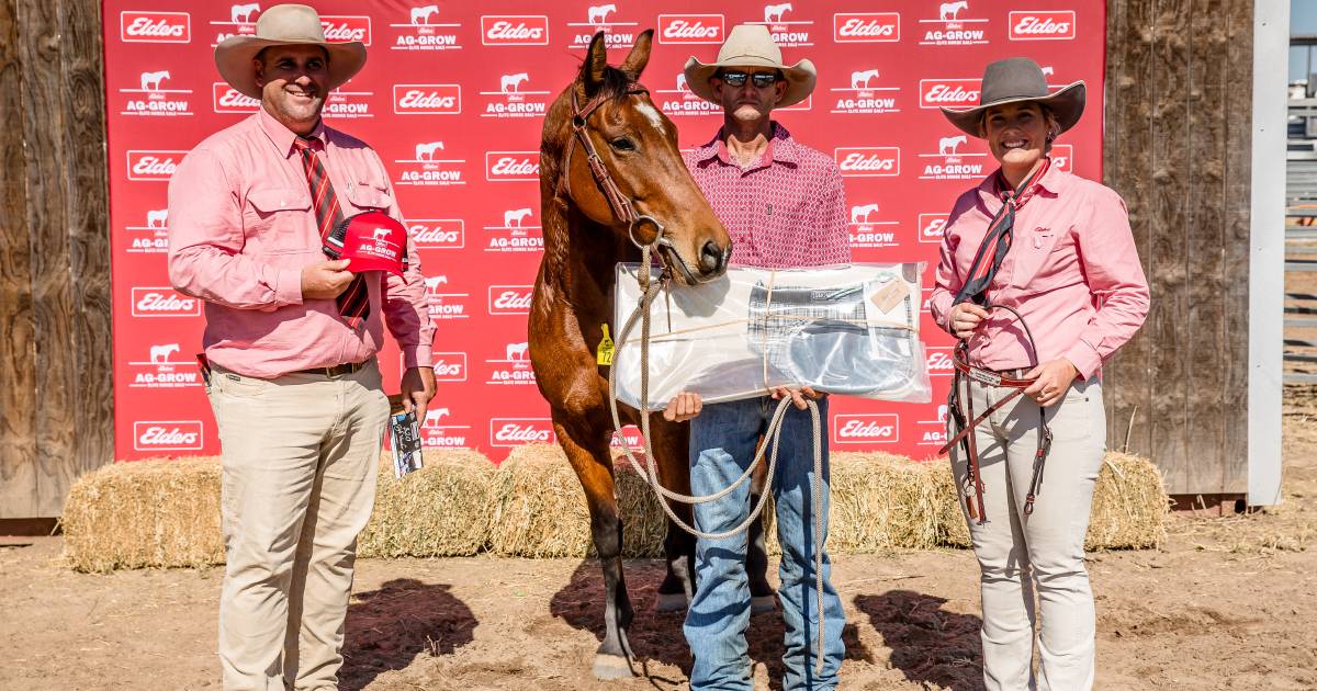 Sale record bid taken at Emerald Ag-Grow elite horse sale