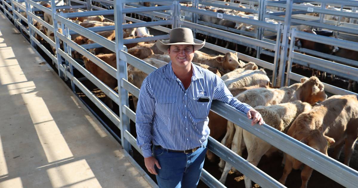 Eumundi Charolais make 386c at Biggenden weaner sale