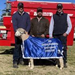 Hay Sheep Show| Photos