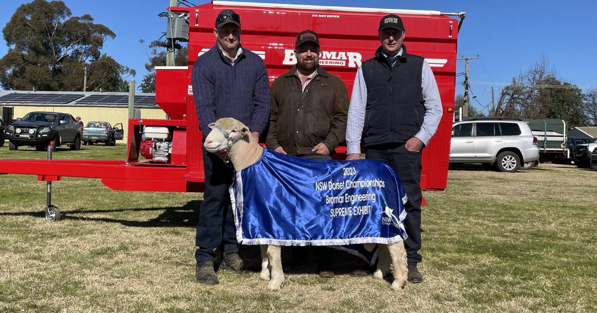 Springwaters takes supreme exhibit at NSW Dorset championships