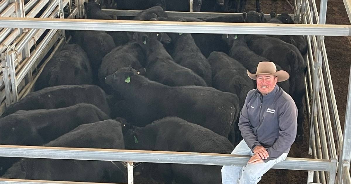 Restocker orders push heifer prices up at Inverell store sale