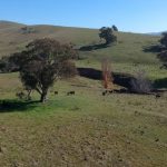 Offers sought on high yielding macadamia farm | Video