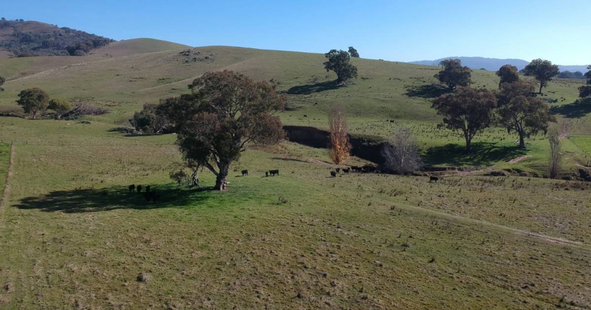 Productive South West Slopes country heads to auction