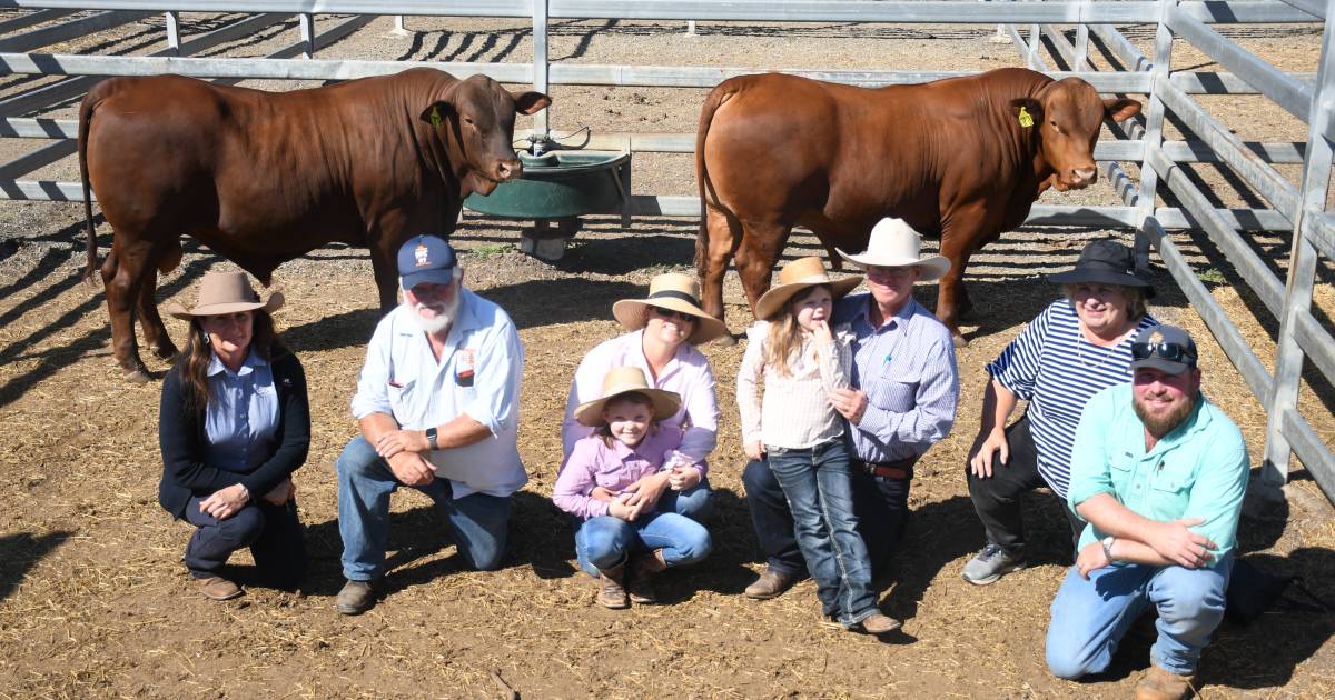 Commercial buyers snap up bulls at annual NT Senepol sale