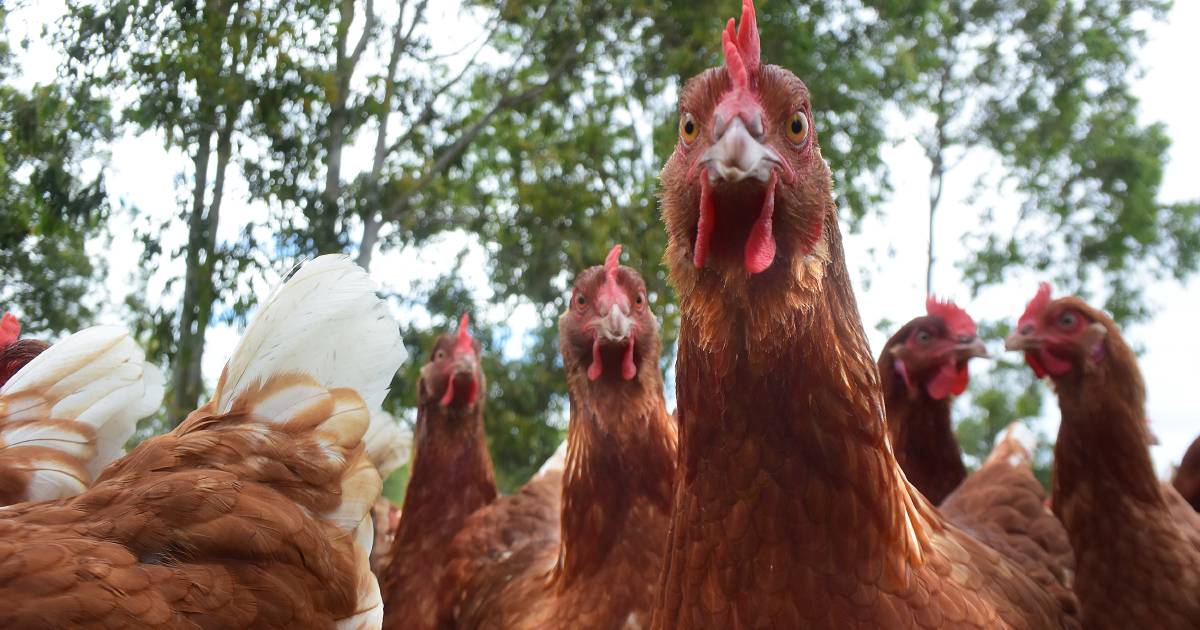 Dubbo Regional Council approves fifth poultry farm for Wellington region