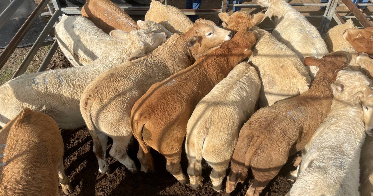 Quality weaners at Toogoolawah