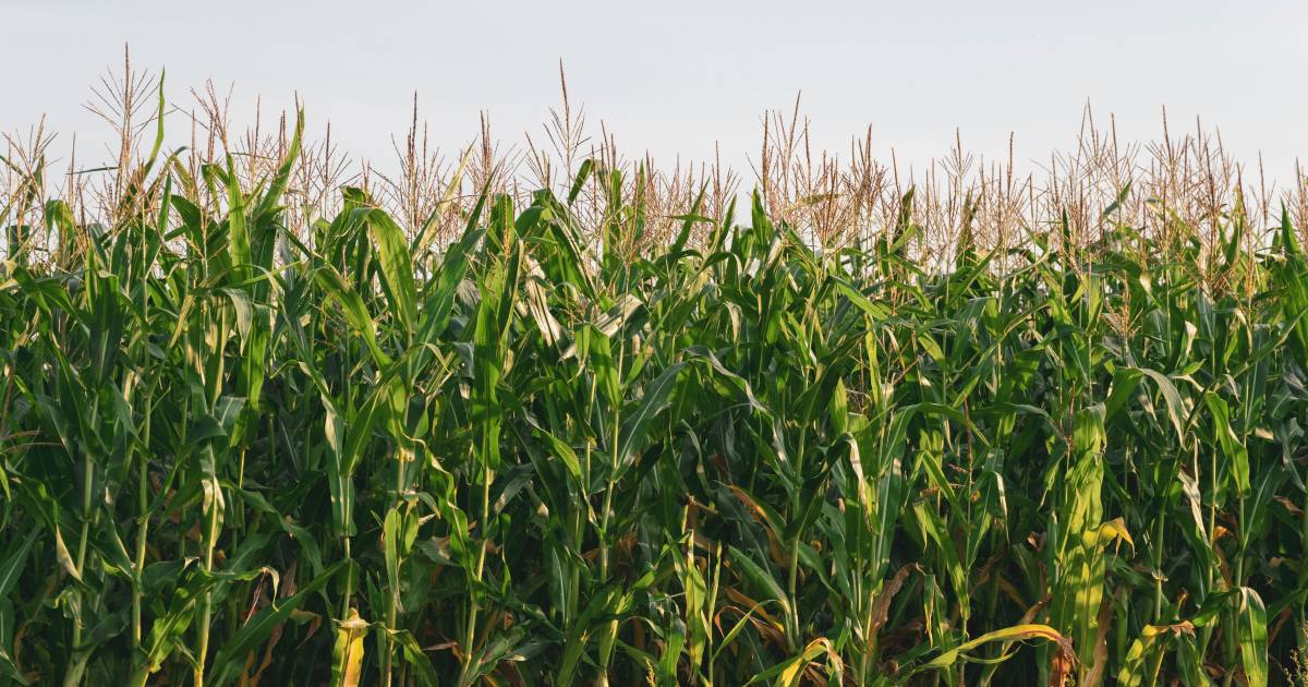 Corn and soybean prices surge as dry conditions grip US Midwest | The Land