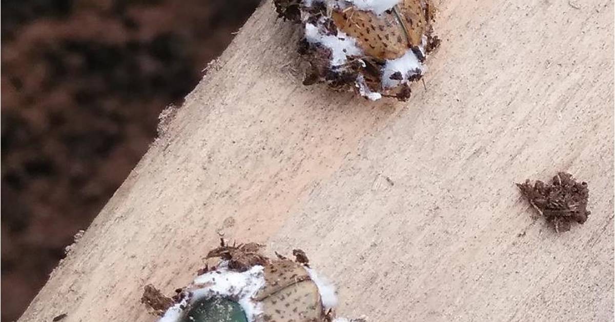 Fungi eating alive cattle farmers' mate the dung beetle