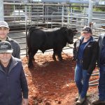 Shorthorn record set at Dubbo with bull reaching $106,000