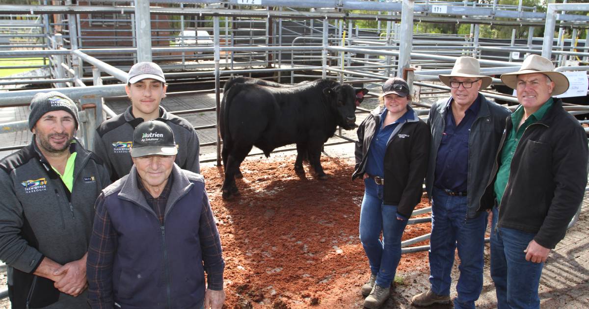 Hydillowah Angus Angus bulls top $9000 at Boyanup Store Cattle Sale | Farm Weekly