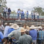 Strong buying panel at Gracemere