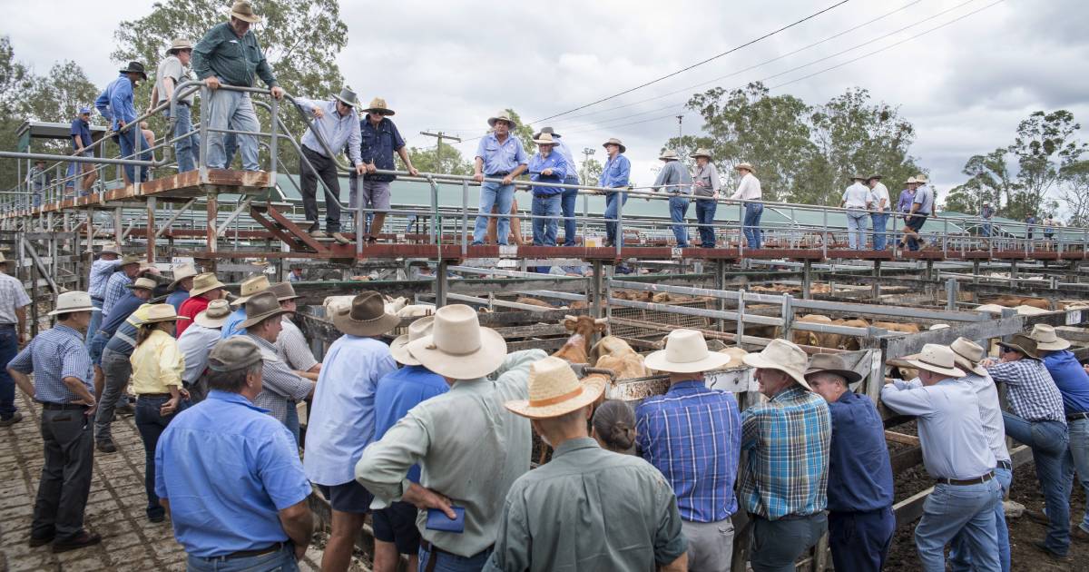 Weaner steers 384c at Gympie