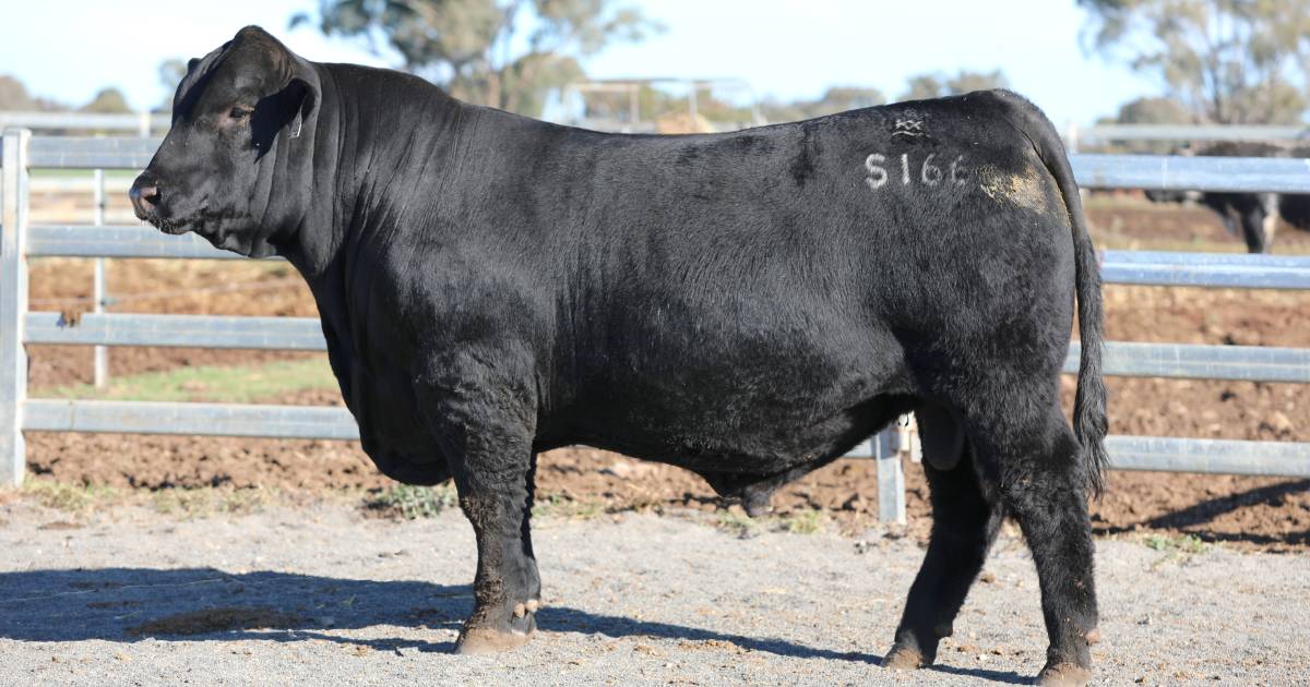 K5X Satellite crowned 2023 Sire Shootout champion, Barronessa Munster runner-up