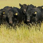 Historic cattle country on market after 171 years | Video