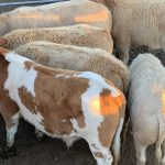 Weaner steers reach 380c at Biggenden