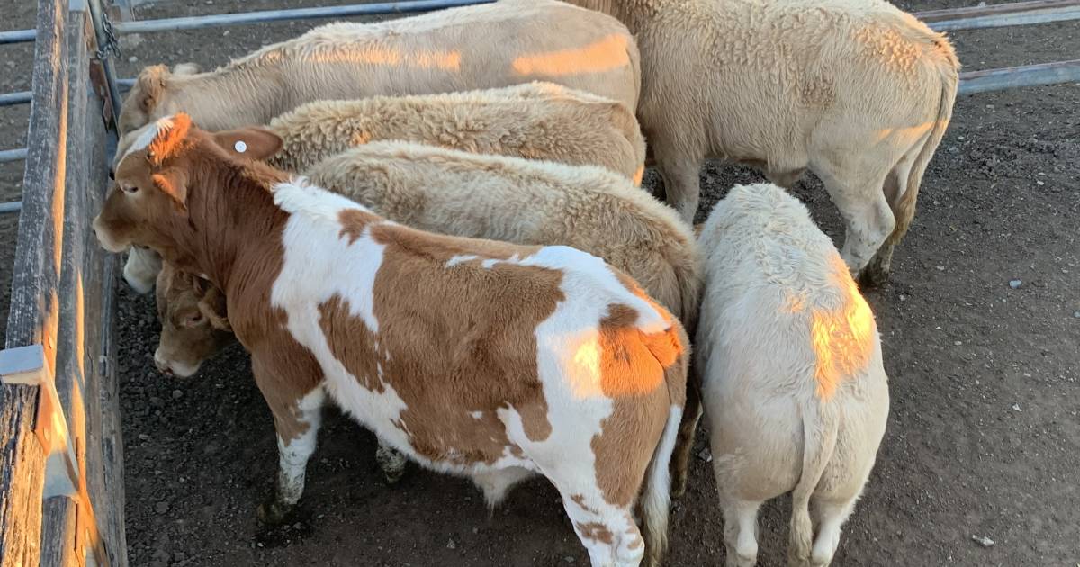 Limousin feeder steers 24 months old sell for $1520 at Toogoolawah | Queensland Country Life