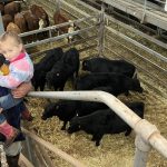 Dalby sale 7 June 2023: Quality drop reflected in prices