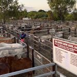 Dearer trend as steers sell to $1350 at Tamworth