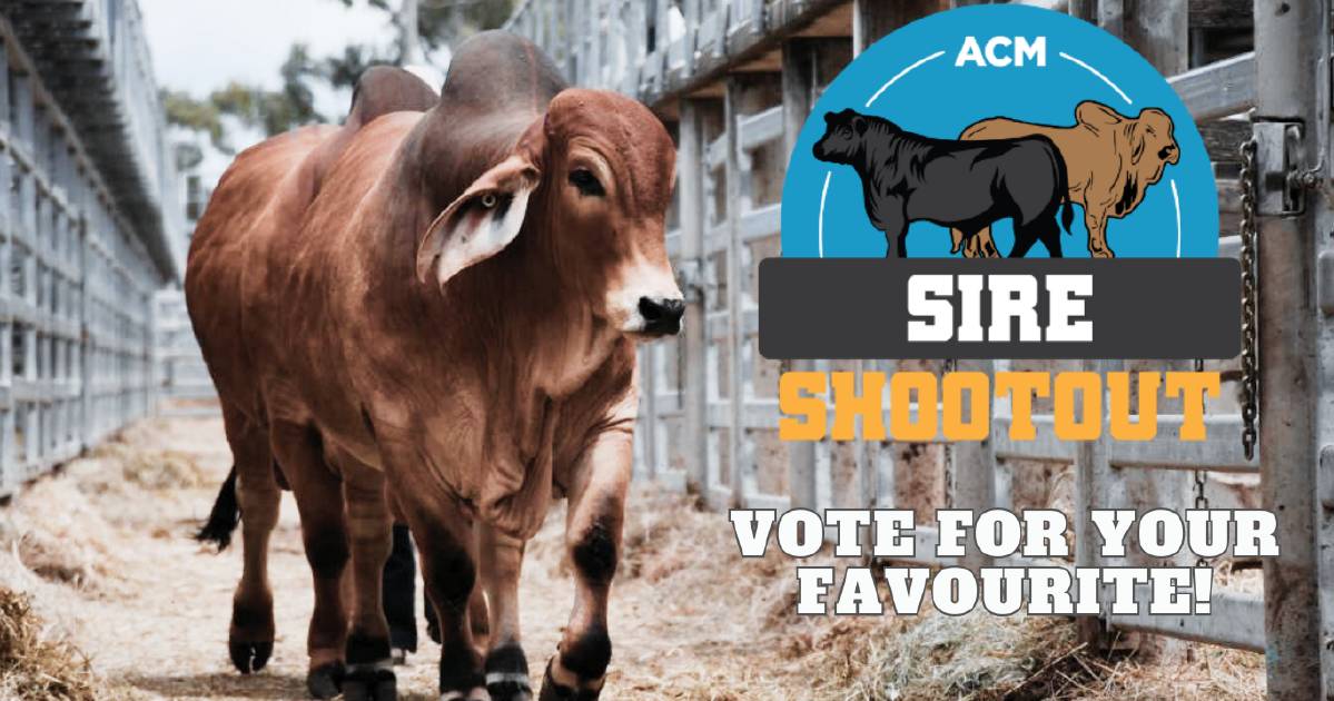 Have your say: who should win the 2023 Sire Shootout?