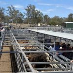 Loopey the Limo is the Farmfest steer champion | Queensland Country Life