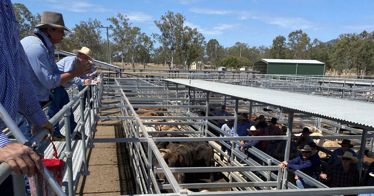 Weaner steers reach 400c at Biggenden