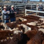 Kiwi truckies recruited by Australian livestock transporting companies | Queensland Country Life