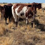 Decide and Thrive drought preparedness project shows NSW trends | The Land