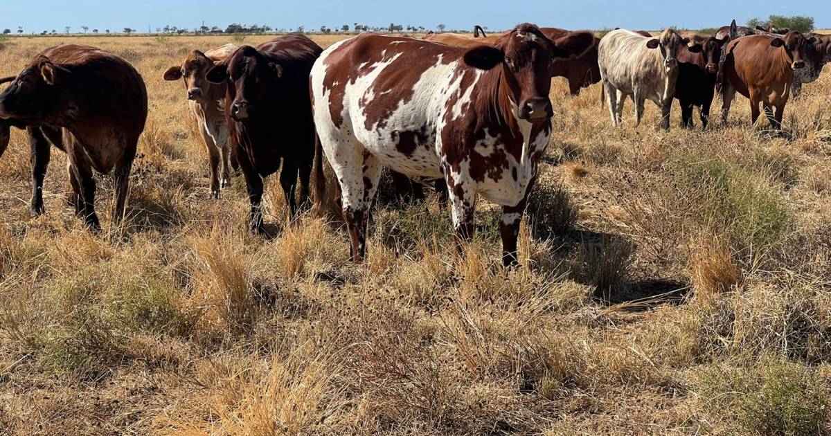 Grassed up cattle country up for grabs