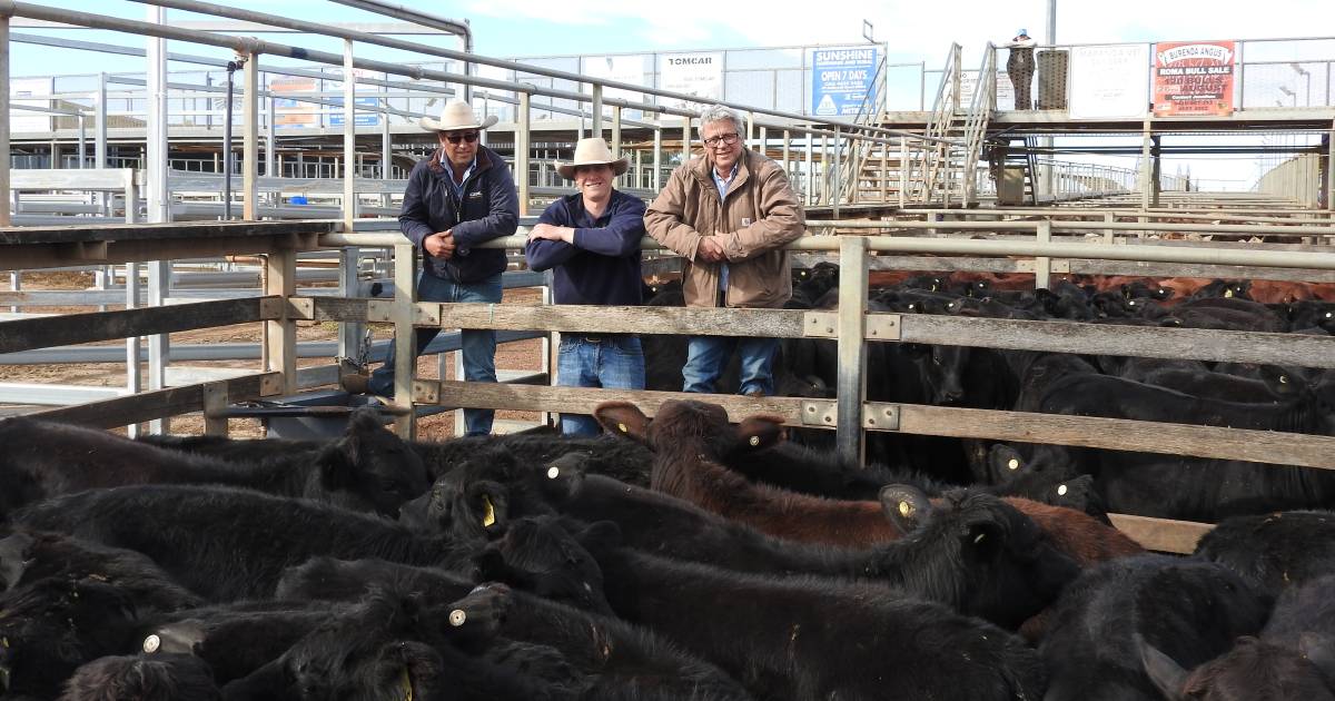 Market and seasonal conditions not spooking weaner producers