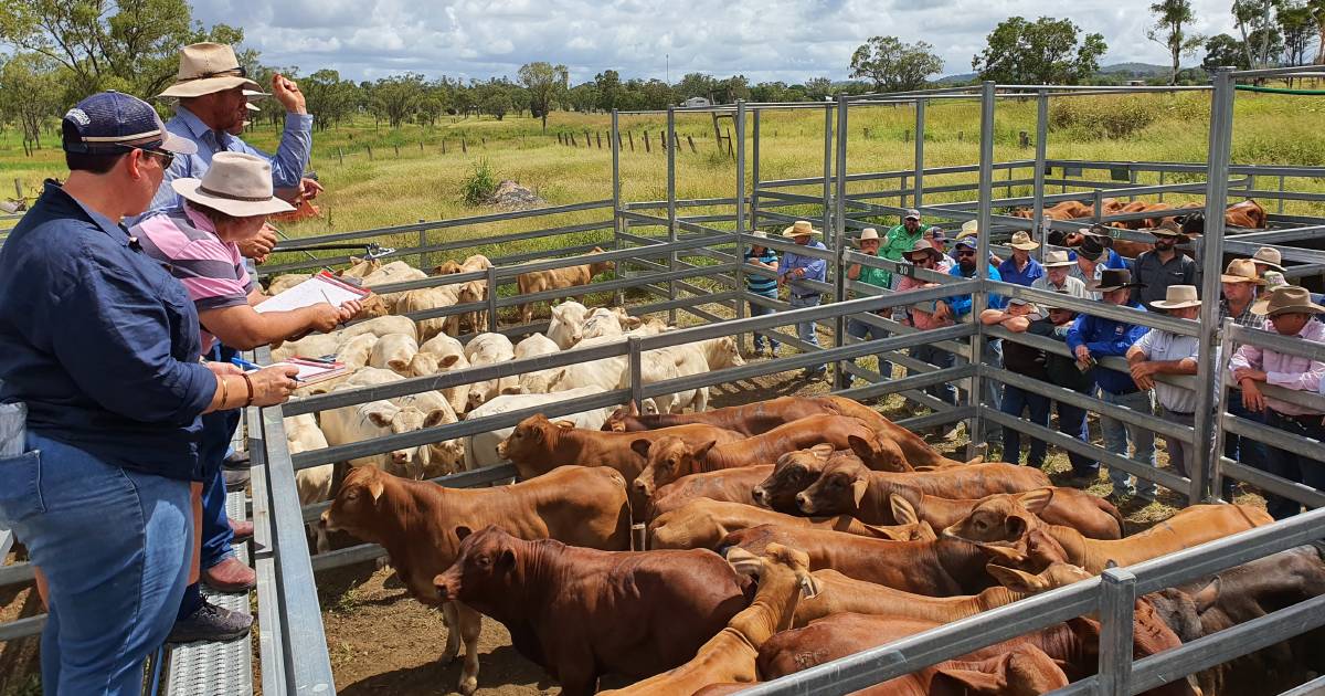 Weaners cheaper at Monto