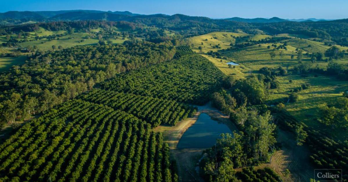 Offers sought on high yielding macadamia farm | Video