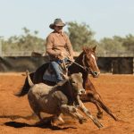 Limousin feeder steers 24 months old sell for $1520 at Toogoolawah | Queensland Country Life