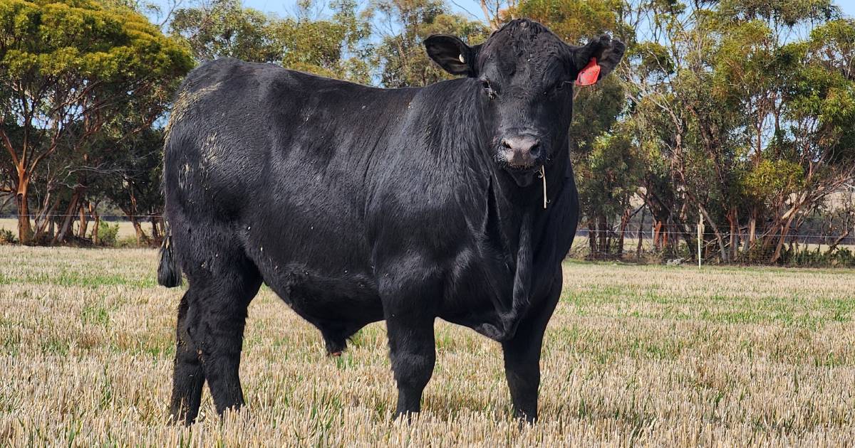 A special sale for Boyanup draws beef and dairy steers and heifers