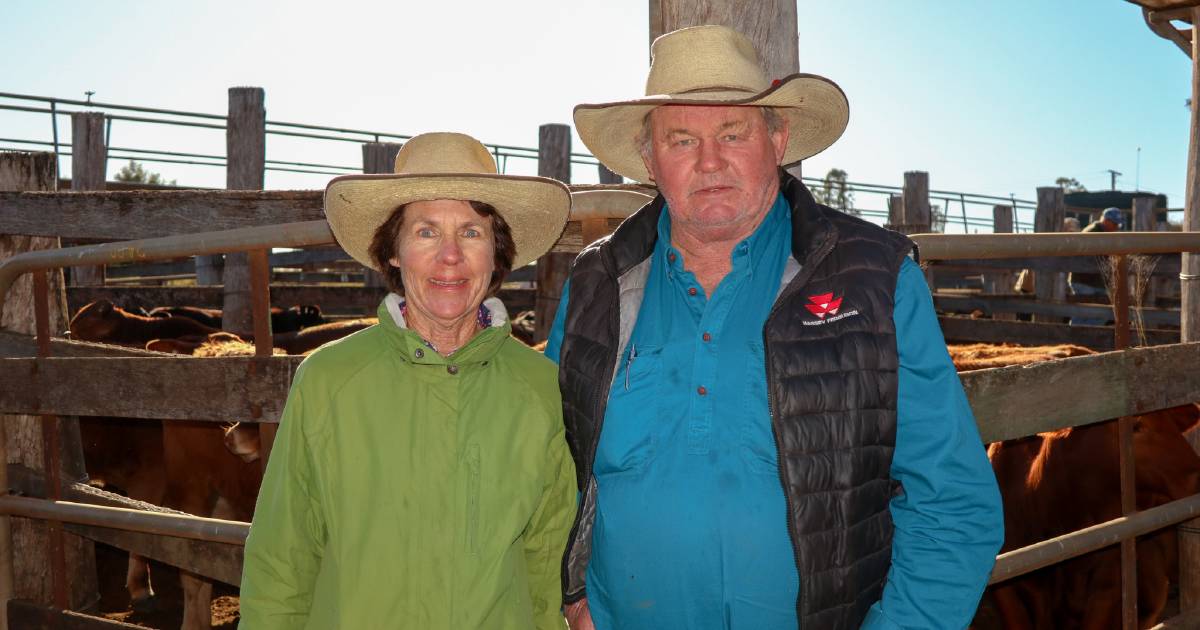 Coolabunia steers hold firm, heifers take market hit