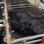 Elders to host Super Store cattle sale at Boyanup saleyards | Farm Weekly