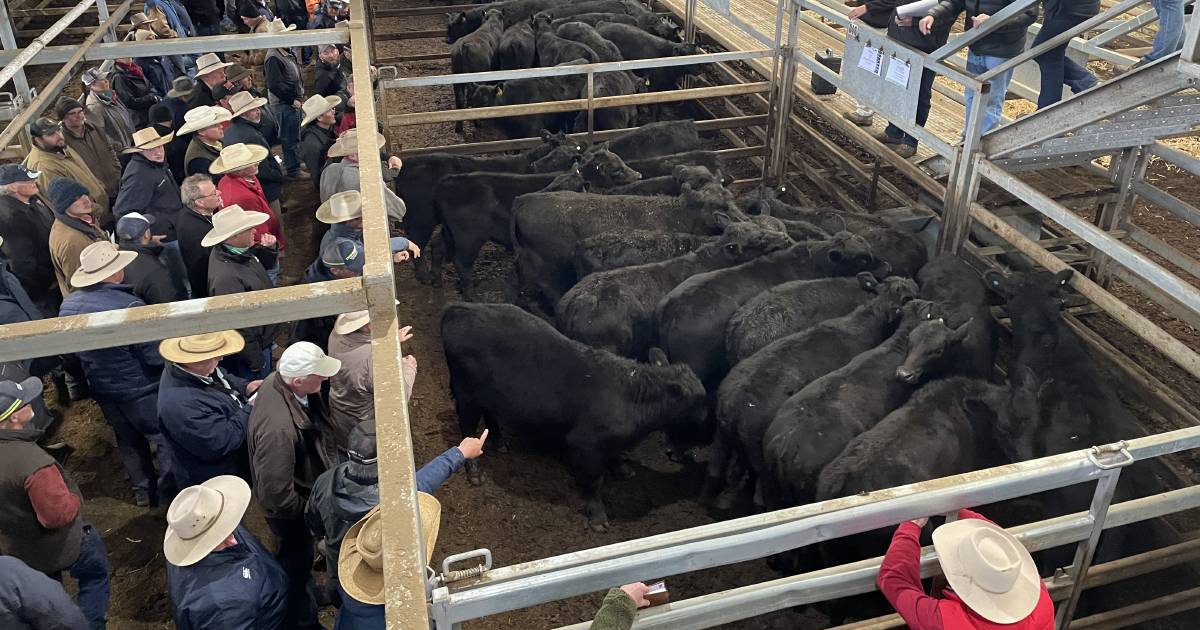 Steers in demand at Carcoar store cattle sale