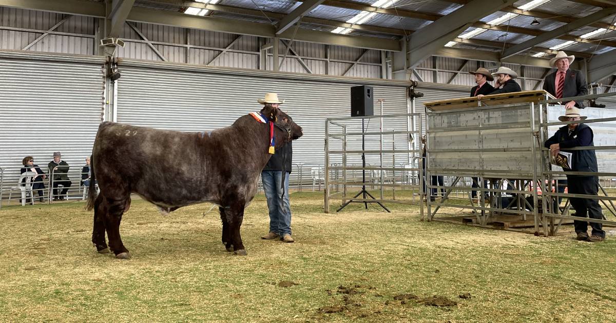 Shorthorn bull sells for a record six figures at national sale