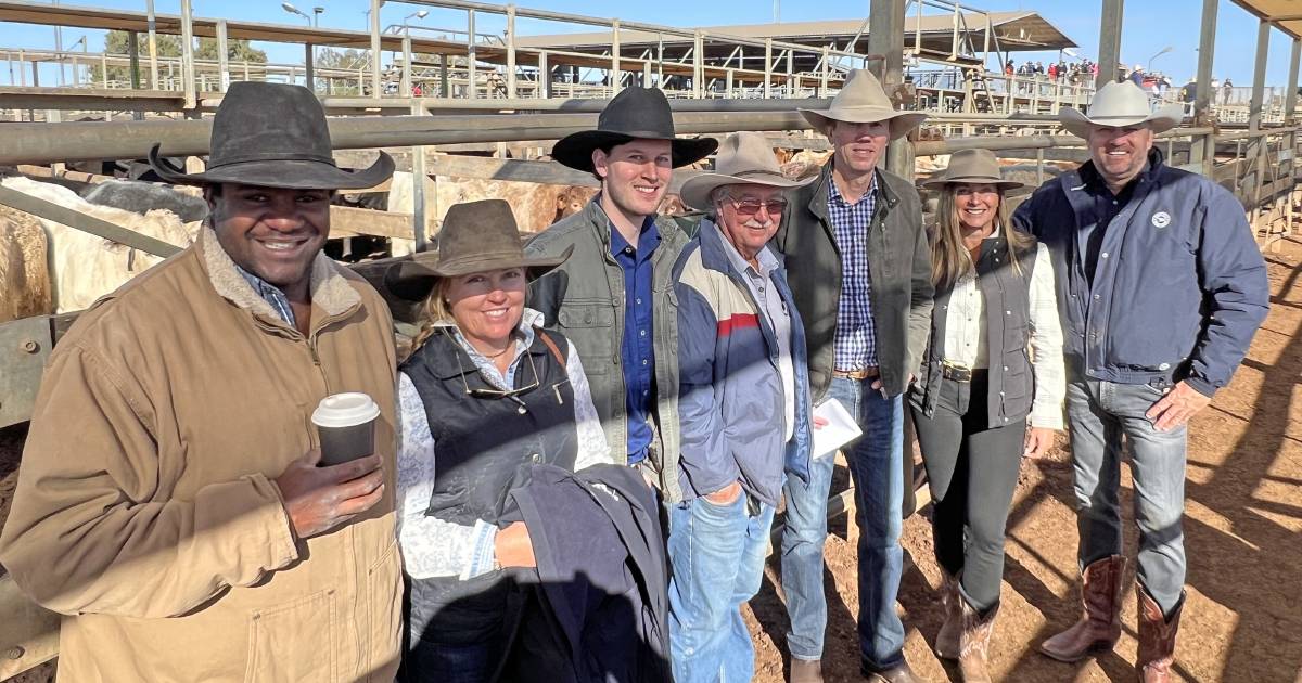 Kindee Pastoral Co turns off 700 weaners at Roma sale