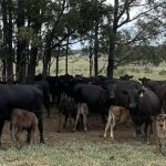 Fudge Station satisfies Cloncurry’s sweet tooth | Queensland Country Life