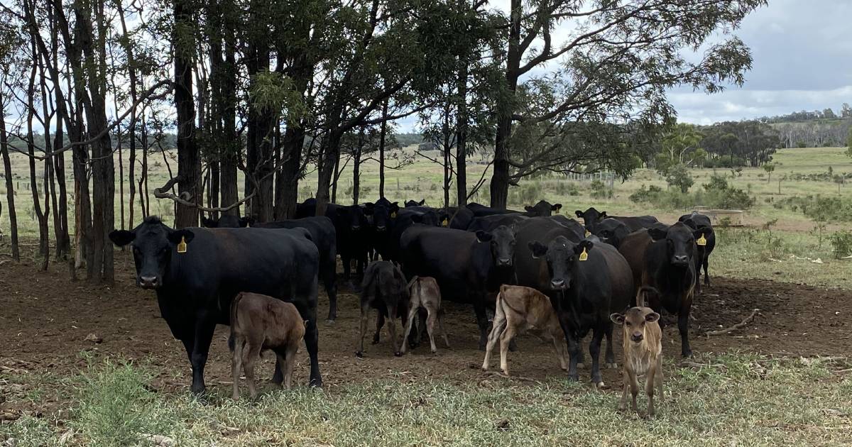 Hewitt's Wagyu win