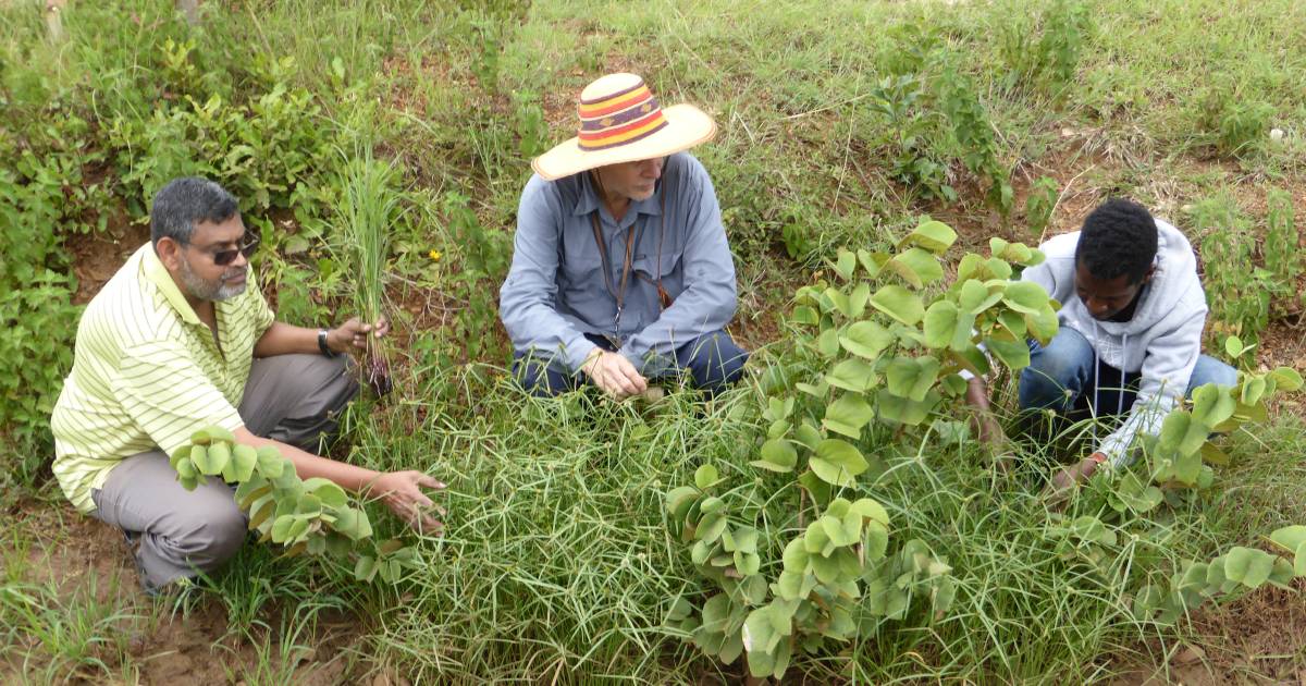 Battle to treat sedge continues