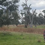 A petition calling on the government to delay the implementation of the Aboriginal Cultural Heritage (ACH) Act has drawn a record number of signatures in a period of less than two weeks. | Farm Weekly