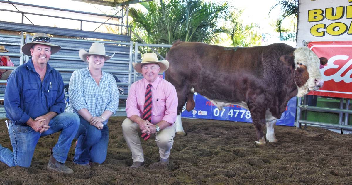 NSW Simmental bull attracts top $30,000 bid at Emerald Ag-Grow Elite bull sale