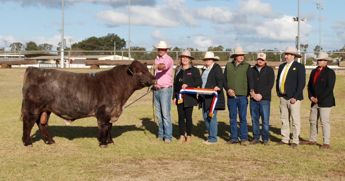 Shorthorn record set at Dubbo with bull reaching $106,000