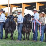 Hydillowah Angus Angus bulls top $9000 at Boyanup Store Cattle Sale | Farm Weekly