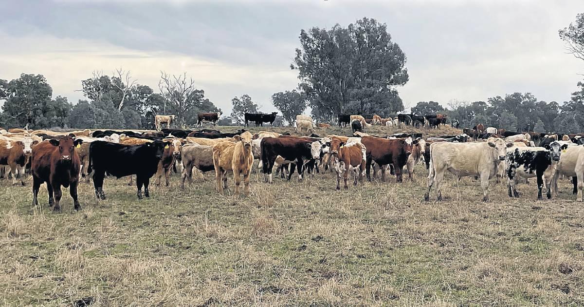 Long paddock loaded up with more than 57,000 head