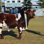 S3 Ep19: The changing beef consumer focus, with Stockyard’s Lisa Sharp